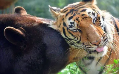Белый Тигр (Panthera Tigris), Бенгальский Тигр, Лев Panthera В Сингапурском  Зоопарке. Фотография, картинки, изображения и сток-фотография без роялти.  Image 75599475