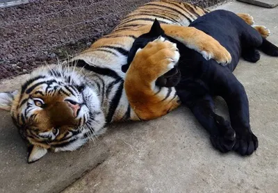 Черная пантера и тигр - 75 фото