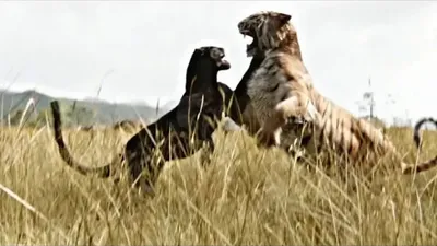 Почему тигр и ягуар это пантера? | Хронометр | Дзен