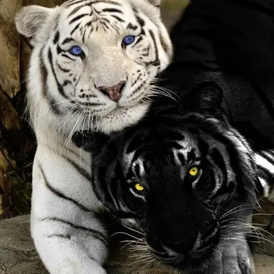 Тигр и пантера - 71 фото