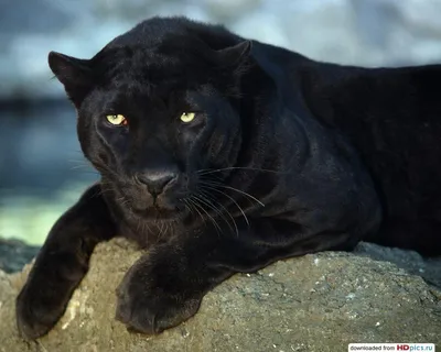 Ягуар Леопард Черная пантера Тигр Лев, черная пантера, млекопитающее,  вымышленные персонажи, кошка png | PNGWing