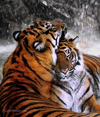 Tiger Romance | Tiger love, Wild cats, Beautiful cats