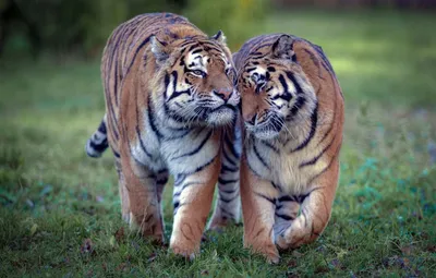 Картинки два тигра, любовь, на фоне природы - обои 1600x900, картинка №73154