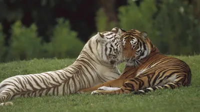 Скачать 1280x720 тигры, пара, любовь, забота, большая кошка обои, картинки  hd, hdv, 720p