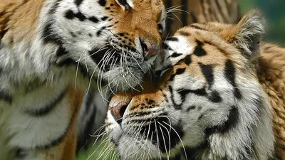 Влюбленные тигры - 78 фото