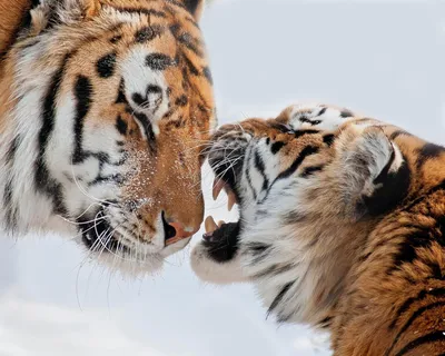 Пара Тигра. Любовь в природе . стоковое фото ©vladvitek 65962501