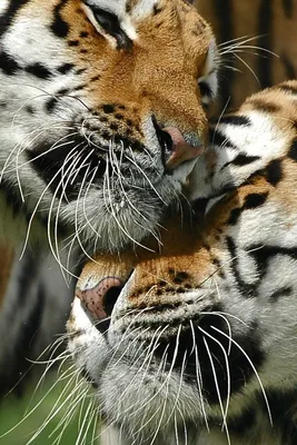 Скачать 800x1200 тигры, пара, любовь, забота, большая кошка обои, картинки  iphone 4s/4 for parallax