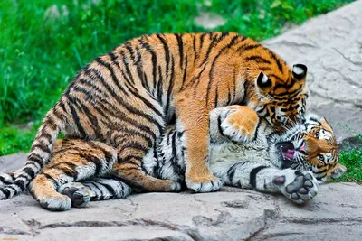 Любовь тигра и ребенка портрет | Премиум Фото