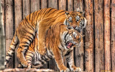 Тигр и тигрица (37 лучших фото)