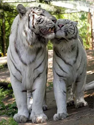 Тигриная любовь » Белые тигры » Кошачья галерея » Magnus Felidae (Великие  Кошачьи) - красота и превосходство!