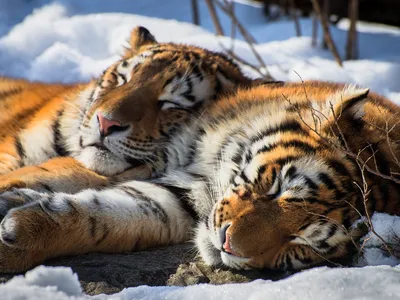 Тигр и тигрица, широкоформатные обои, картинки, фото 1440x900