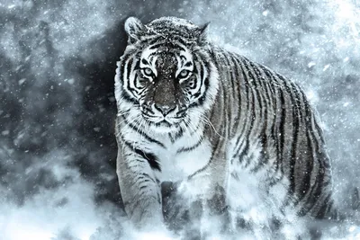 Влюбленные тигры - красивые фото