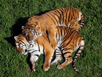 Алмазная мозаика на подрамнике - Тигр и тигрица любовь. Картина стразами 30  на 40 - животные - купить с доставкой по выгодным ценам в интернет-магазине  OZON (378815607)