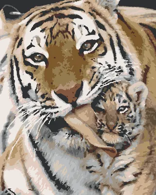 Влюбленность тигра. стоковое изображение. изображение насчитывающей  естественно - 35981073