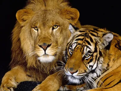 Невероятная дружба тигрицы и девушки!