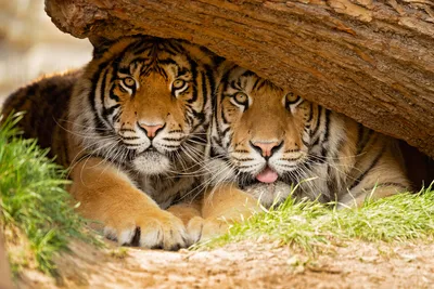 Трогательная история тигрицы, чьих котят отдали братьям Запашным - KP.RU