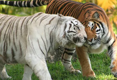 Тигры-людоеды в Приморье - Русский охотничий портал