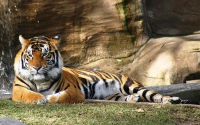 тигр лежит на траве стоковое фото. изображение насчитывающей вискеры -  231351692