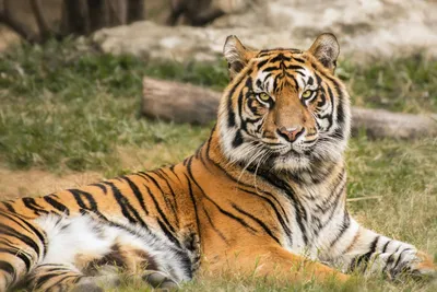 Лежачий тигр - красивые фото