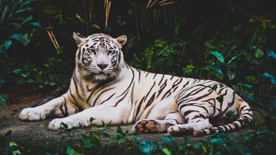 большой тигр лежит в тени, бенгальский тигр картинки, дикая природа,  животное фон картинки и Фото для бесплатной загрузки