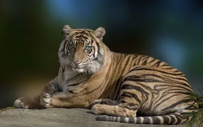 Амурский тигр лежит возле дерева, …» — создано в Шедевруме