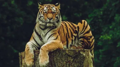 Скачать обои тигр, лежит, хищник, большая кошка, красивый разрешение  1440x900 #37734