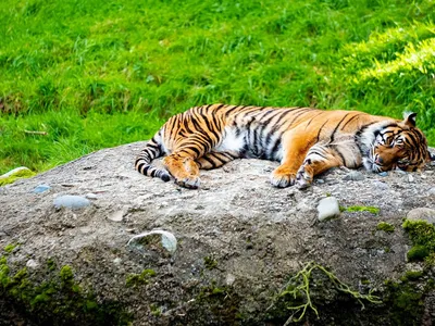 Уссурийский тигр лежит | Полина Орлова | Дзен