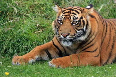 Тигр Лежит Изолированный Белом стоковое фото ©lifeonwhite 387123492