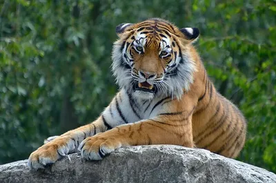 Скачать обои тигр, лежит, камень, tiger, lies разрешение 1280x960 #277948