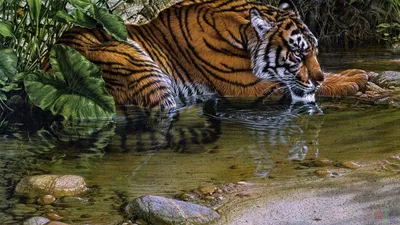 Тигр Лежит Изолированный Белом стоковое фото ©lifeonwhite 388193948
