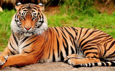 Фотообои «Грозный тигр лежит» купить с доставкой