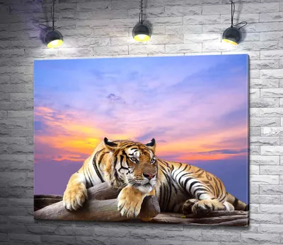 Тигр лежит в траве. Обои с животными, картинки, фото 1152x864