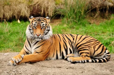 Бенгальский тигр лежит в зеленой траве в дневное время · Бесплатные  стоковые фото