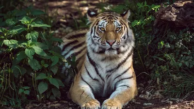 Картинки тигр, лежит, оскал, лапы, животные - обои 1024x768, картинка  №400539