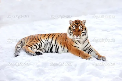Тигр лежит на скале стоковое изображение. изображение насчитывающей черный  - 157998973