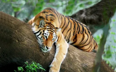 Фотография тигр лежа лап смотрят Животные