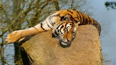 Тигр лежит на камнях