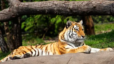 Молодой уссурийский тигр лежит на траве Stock Photo | Adobe Stock