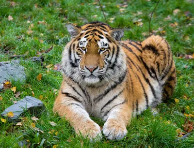 93 743 рез. по запросу «Бенгальский тигр» — изображения, стоковые  фотографии, трехмерные объекты и векторная графика | Shutterstock