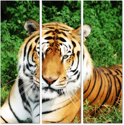 Скачать обои Животные Тигр лежит на рабочий стол 1280x1024