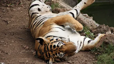 МАГНИТЫ ЛИТЫЕ : Тигр лежит круг цветной