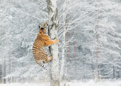 Фотообои Тигр лежит на дереве купить на стену — Цены и 3D Фото в каталоге  интернет магазина Printwalls
