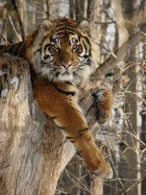 Фото тигр Большие кошки Ствол дерева Животные
