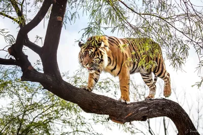 Тигр на дереве стоковое фото. изображение насчитывающей германия - 103267272