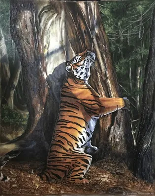 Амурский тигр у меточного дерева. Фотограф Karasev Pavel