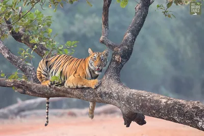 Тигр на дереве» — создано в Шедевруме