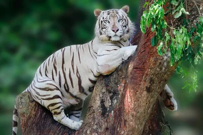 Амурский тигр загнал грибников на дерево (видео) – K-News