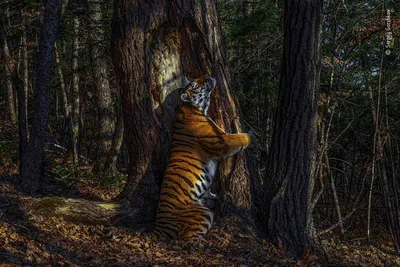 Интерьерная картина на дереве \"Животные, Тигр, тигренок\" — купить в  интернет-магазине по низкой цене на Яндекс Маркете