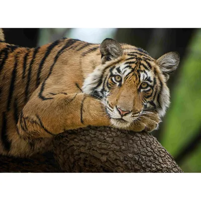 Тигр сидит на дереве, …» — создано в Шедевруме