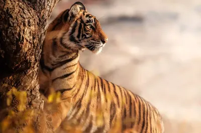 Амурский тигр загнал российских грибников на верхушку дерева – они записали  видео — УНИАН